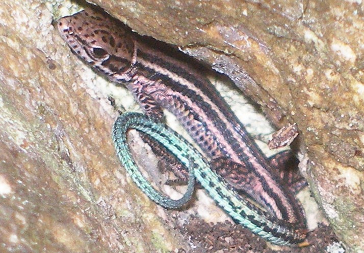 Tropidosaura gularis