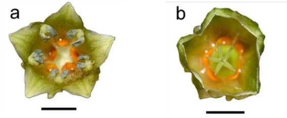 Male flower (a) and female flower (b). Note the presence of the orange glands at the base.