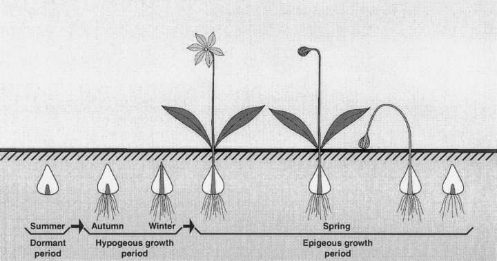 Typical growth cycle of many spring ephemerals [Source}