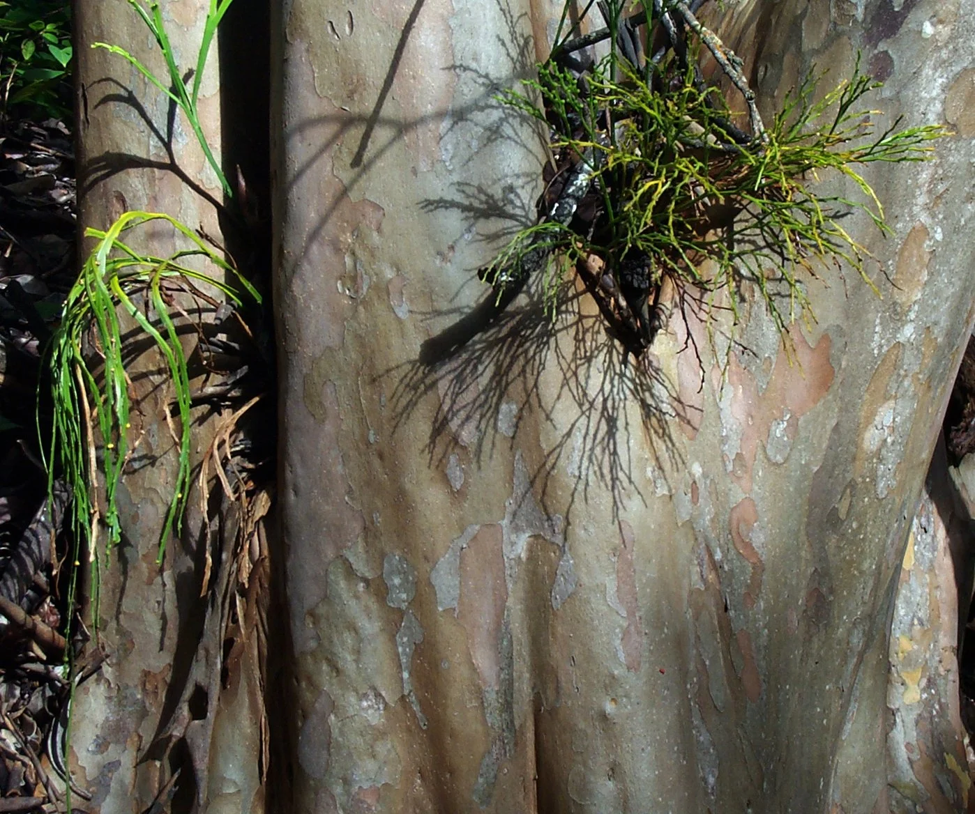 Psilotum complanatum (left) and Psilotum nudum (right) growing epiphytically.