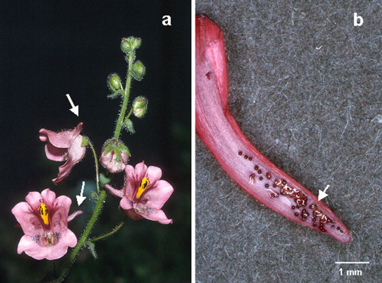Diascia megathura (a) inflorescenc with arrows indicating spurs and (b) cross sectioned spur showing the trichomes secreting oil (Photos: G. Gerlach).