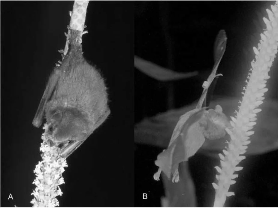 Two species of bat visiting coligallo palm inflorescences: A) A perching  Artibeus  bat feeding on male flowers and B) a hovering  Glossophaga  bat feeding on female flowers.