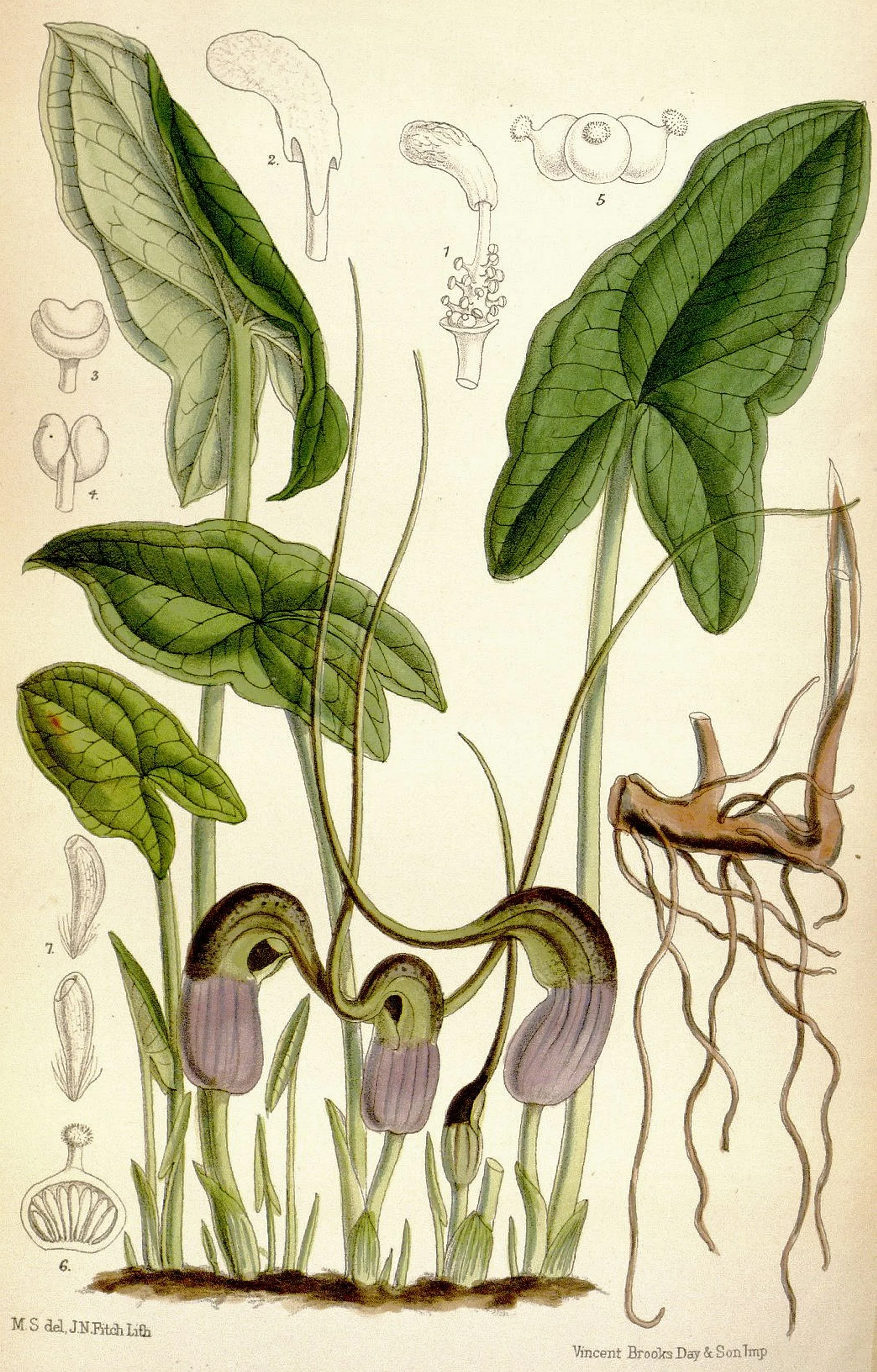 Arisarum_proboscideum_CBM.jpg