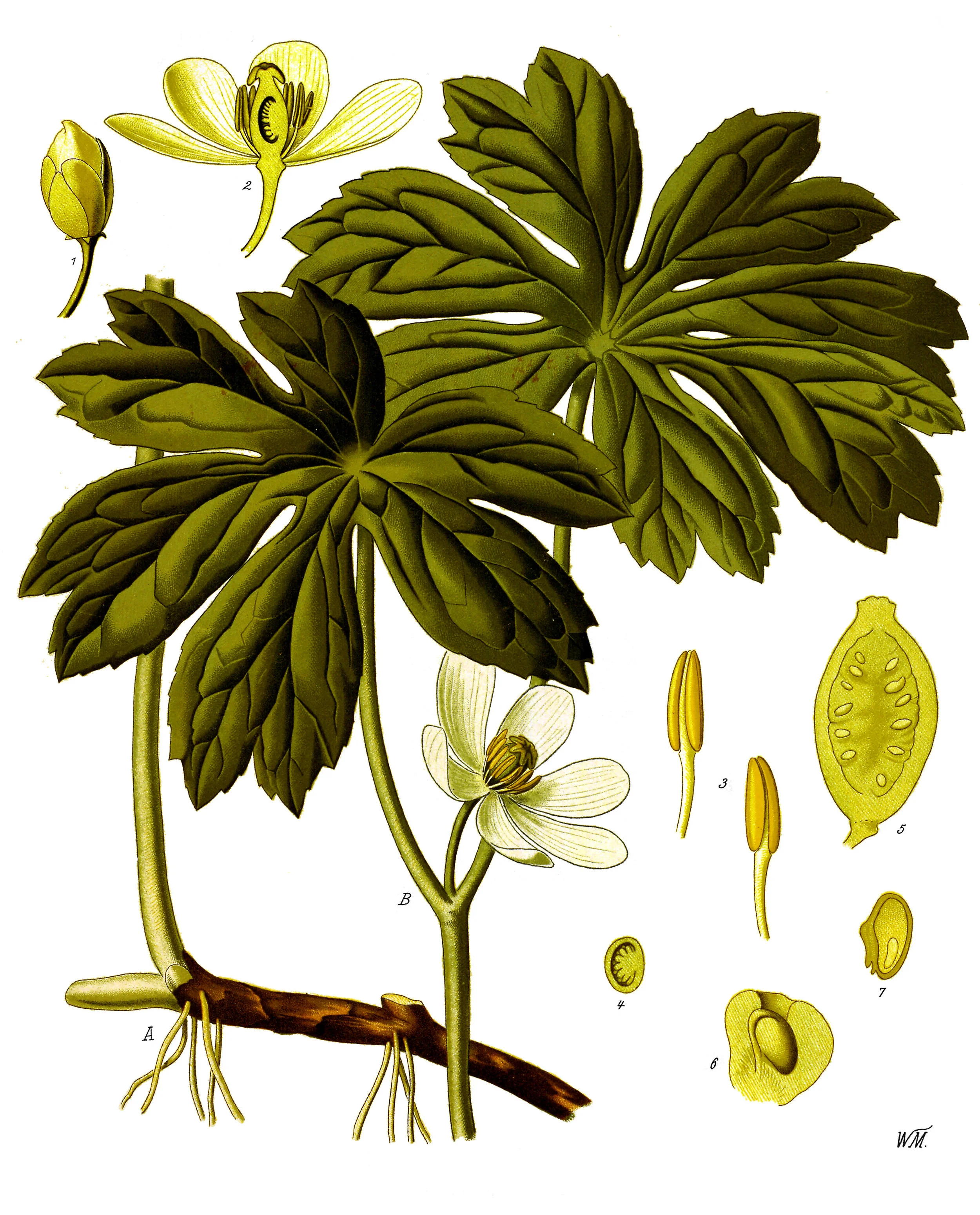 Mayapple — In Defense of Plants