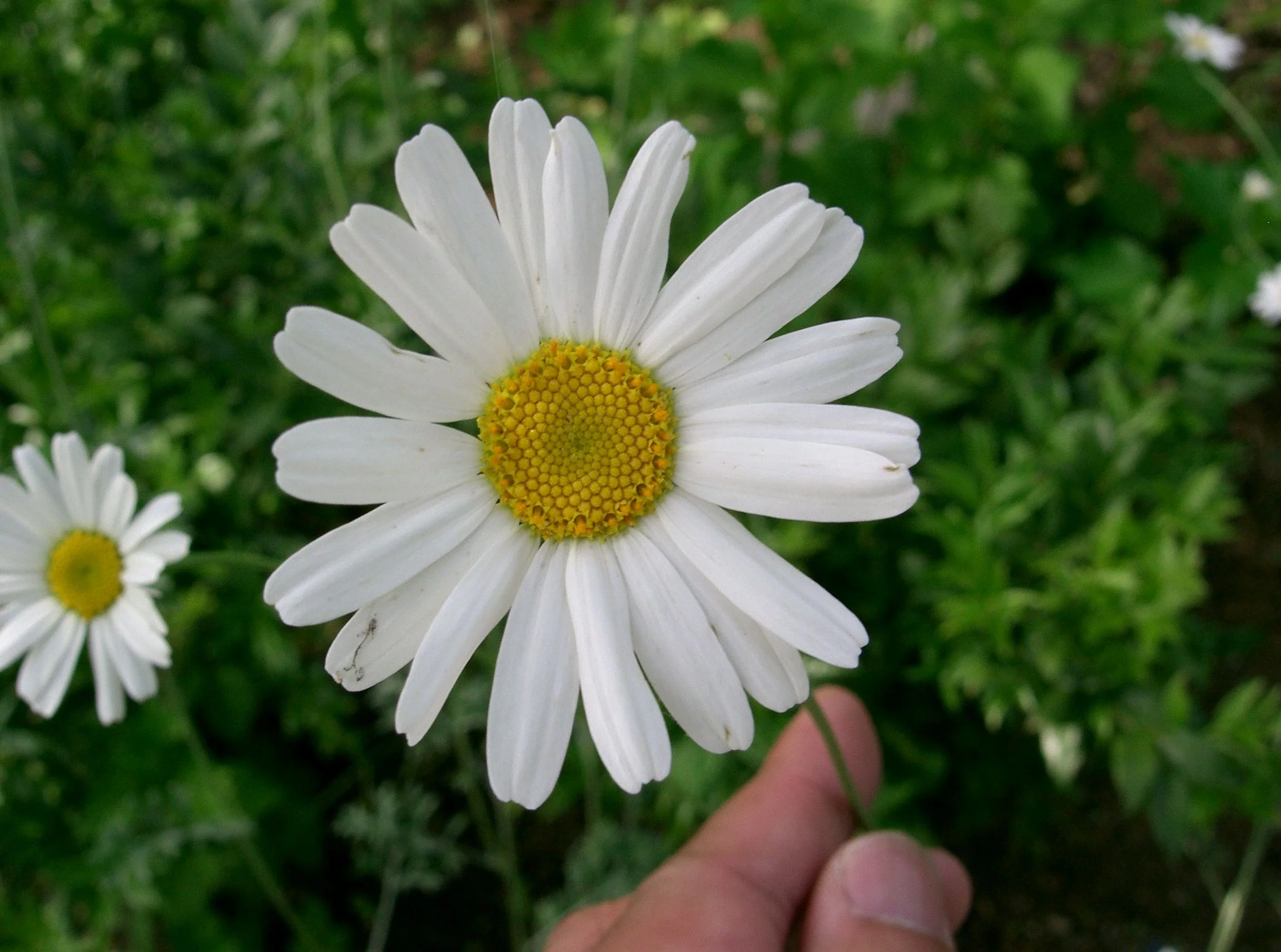Tanacetum_cinerariifolium1.jpg