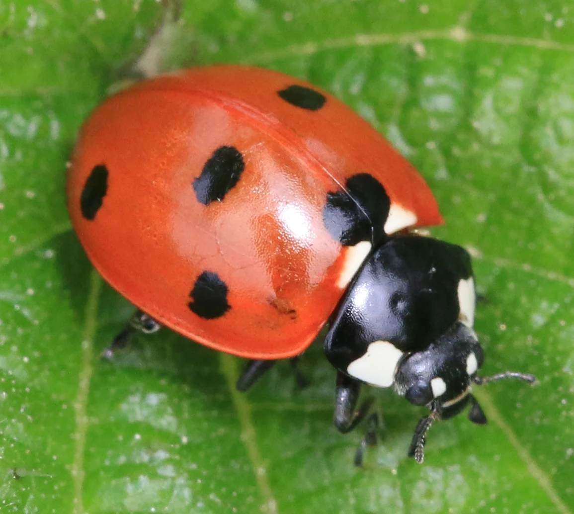 A 7-spot ladybird beetle (Coccinella septempunctata).