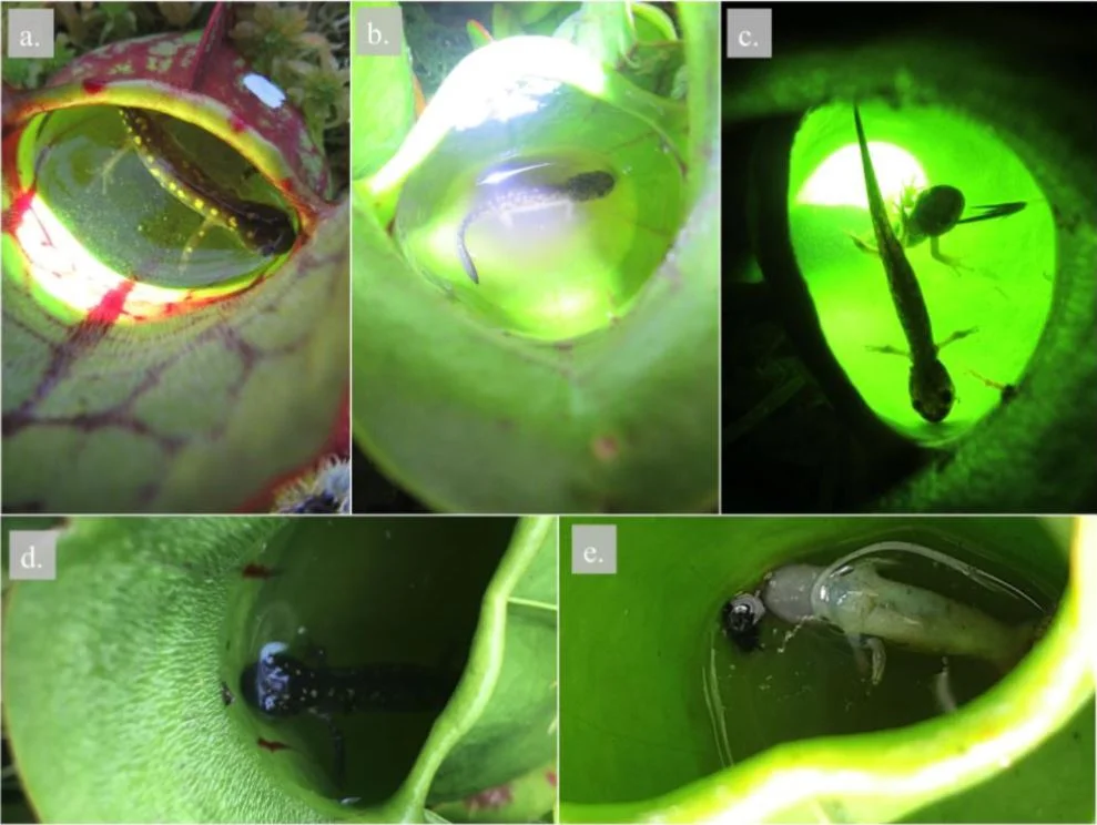 salamander pitcher.JPG