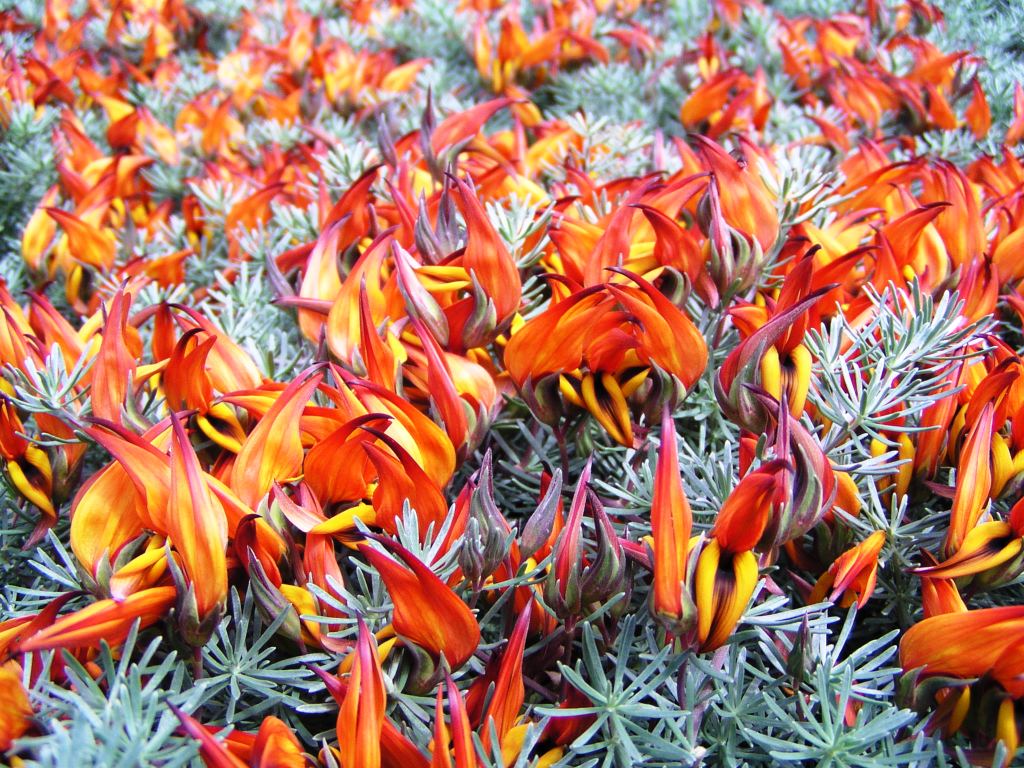 Can Cultivation Save The Canary Island Lotuses In Defense Of Plants