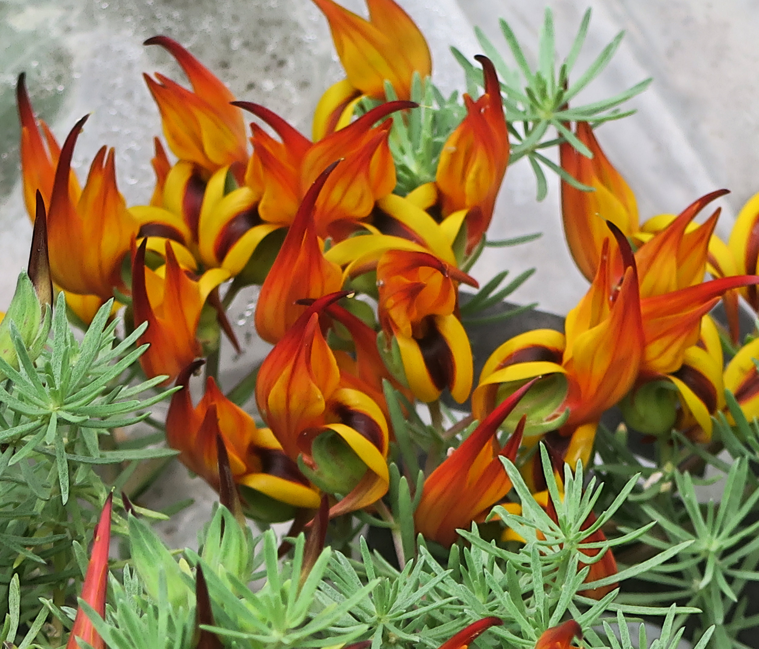 Can Cultivation Save The Canary Island Lotuses In Defense Of Plants