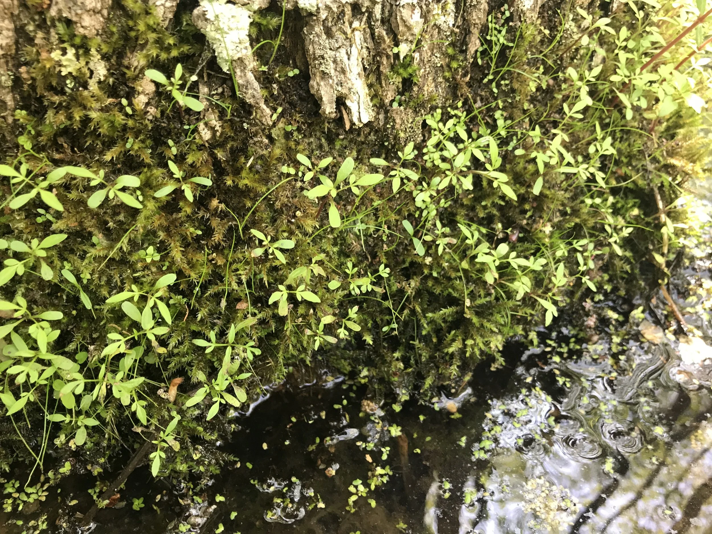Juvenile cypress-knee sedges establishing in moss along the water line of a bald cypress.