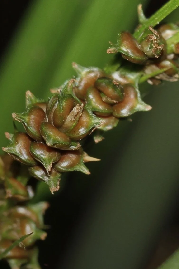 The Cypress-Knee Sedge — In Defense of Plants