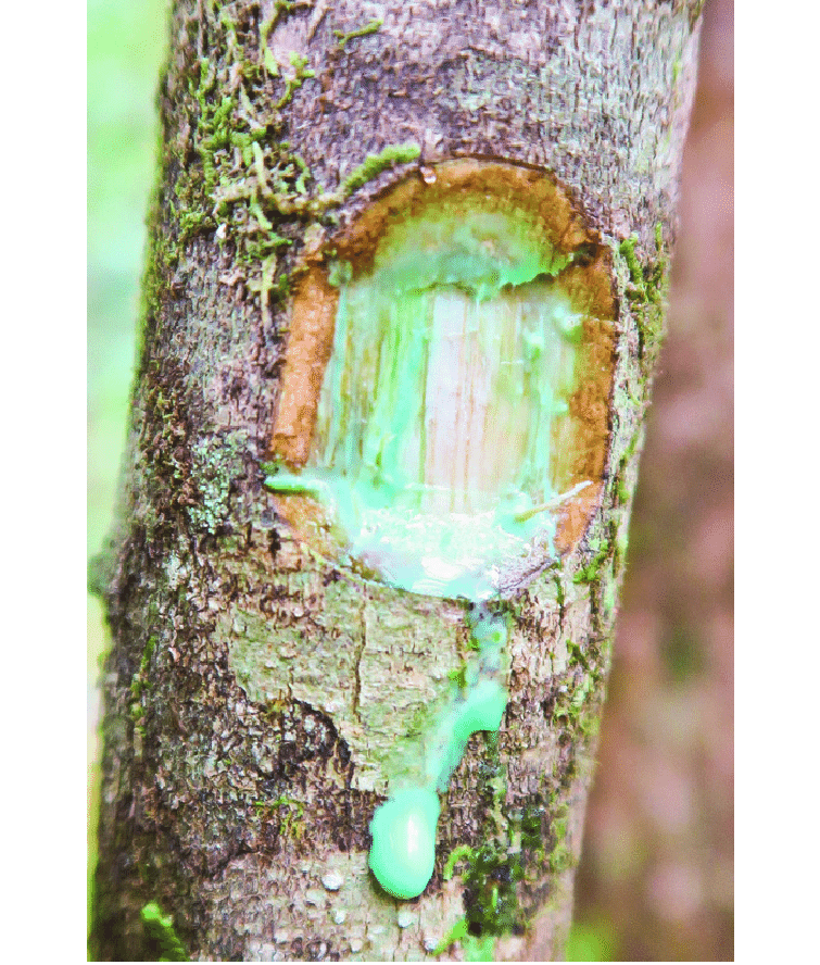 The-famous-blue-green-latex-of-Pycnandra-acuminata-that-instigated-the-global-search-for.png