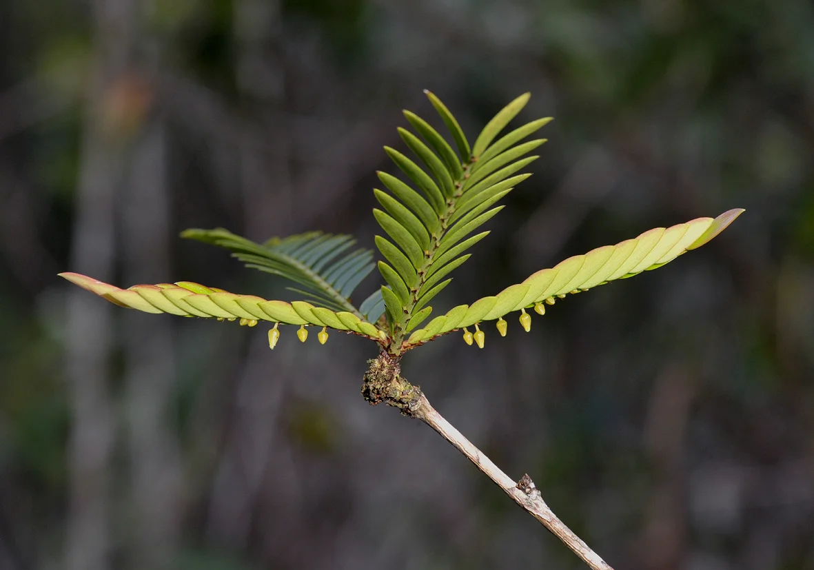 142295730.vZN4tAtp.Phyllanthusbalgooyi.Inflower.jpg