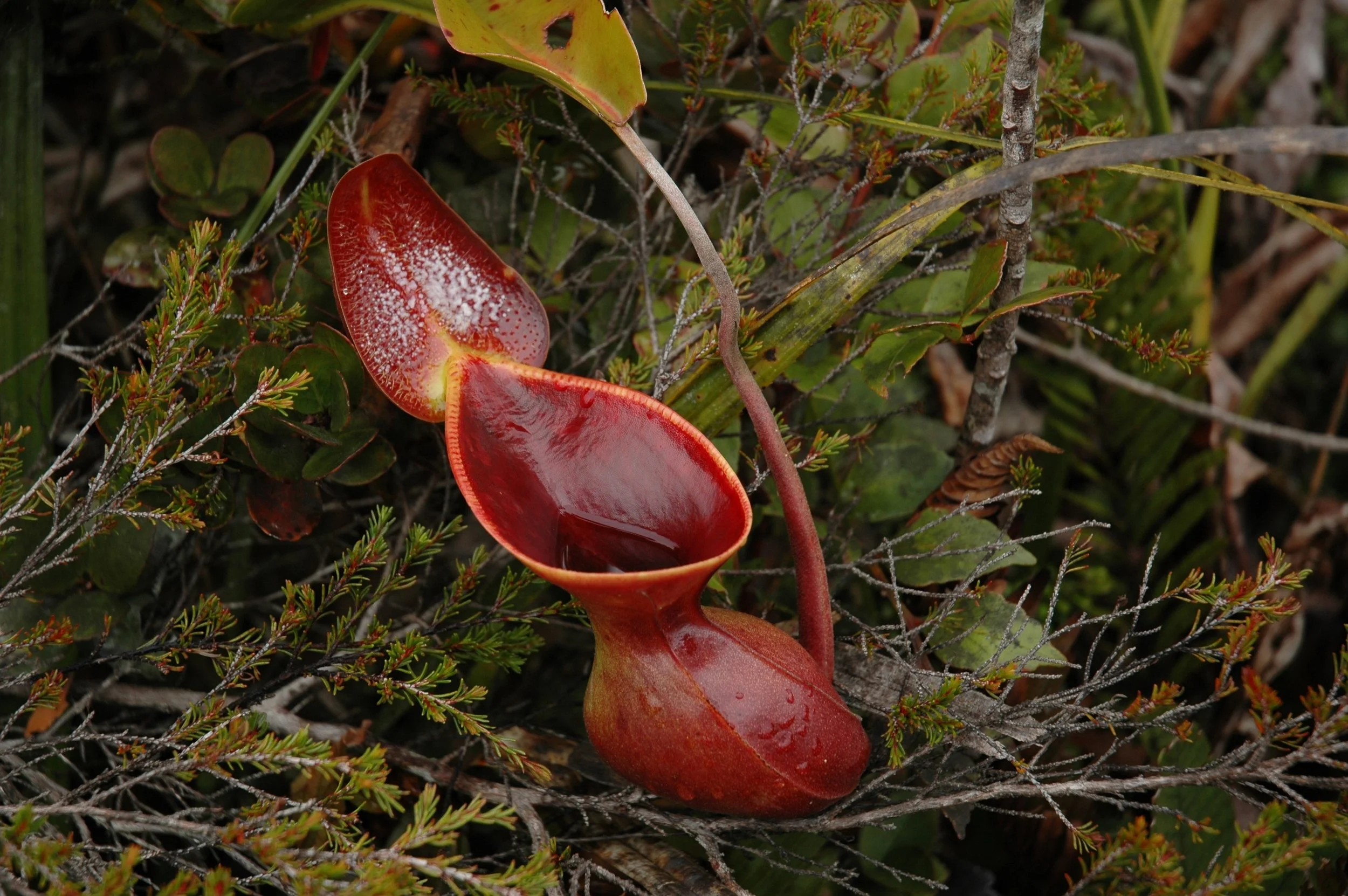 The pitcher of Nepenthes lowii both look and function like a toilet bowl.