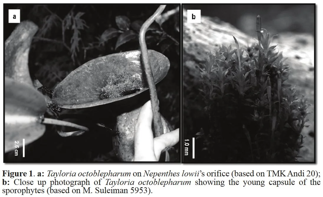 A PoopLoving Moss Discovered Living on PoopEating Pitcher Plants — In