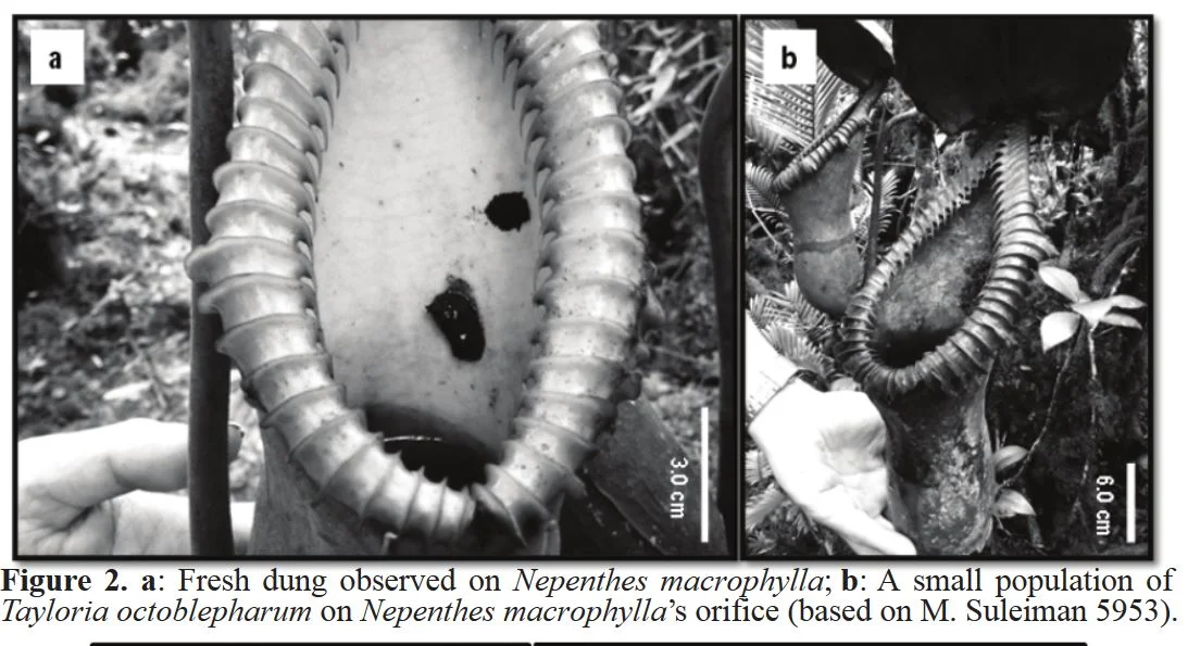 A PoopLoving Moss Discovered Living on PoopEating Pitcher Plants — In Defense of Plants