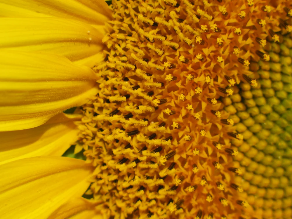 Flower_head.jpg
