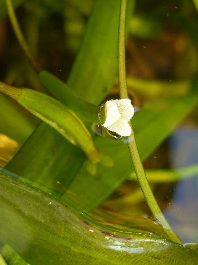 A female Vallisneria flower