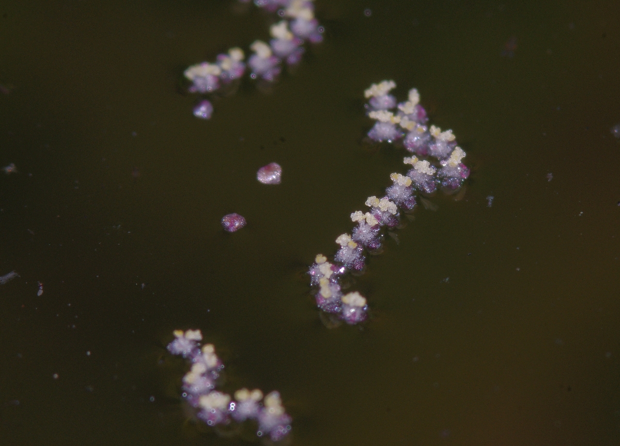 Male Vallisneria flowers floating on the water surface.