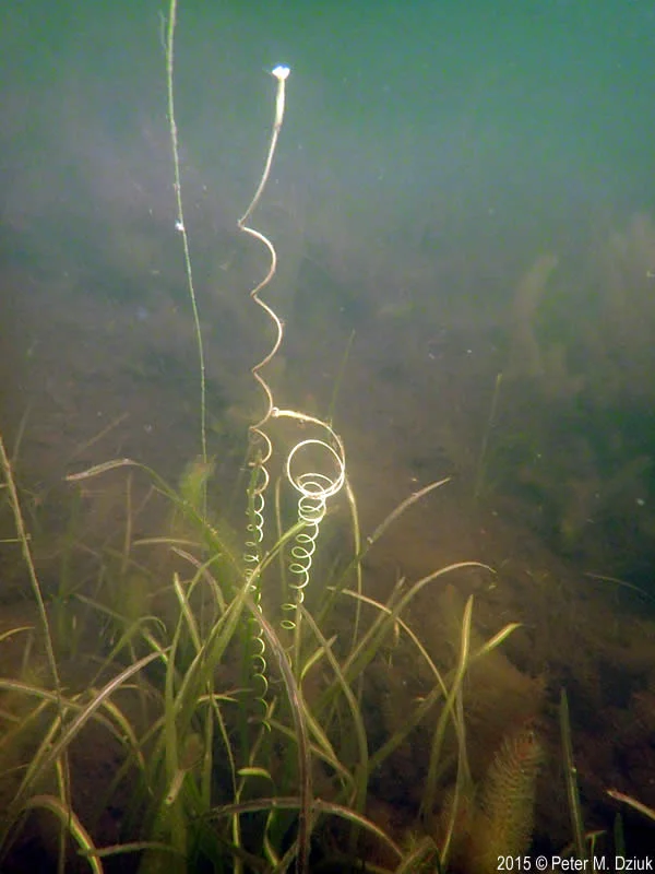 Water Pollinated Flowers