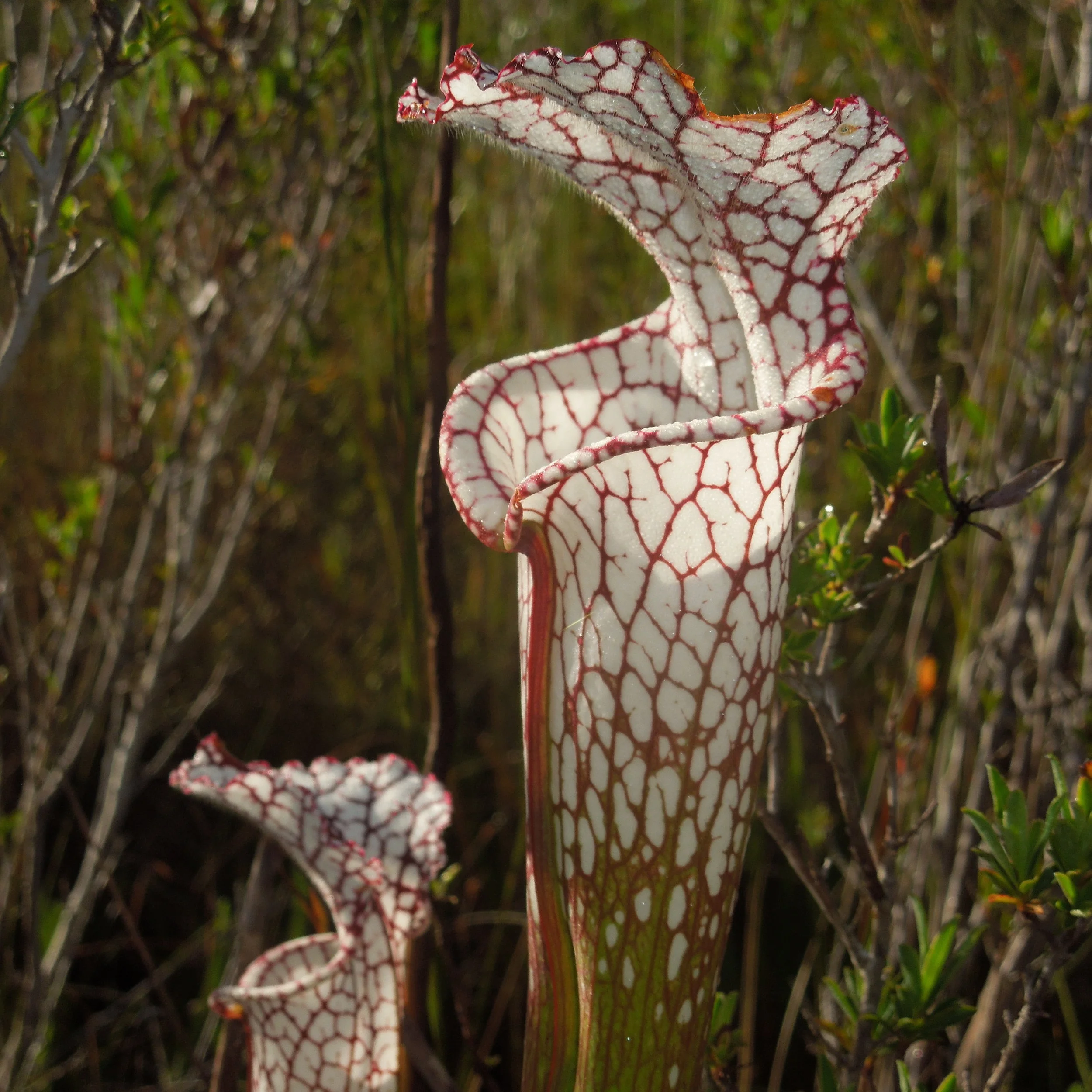 DSCN2855.jpg