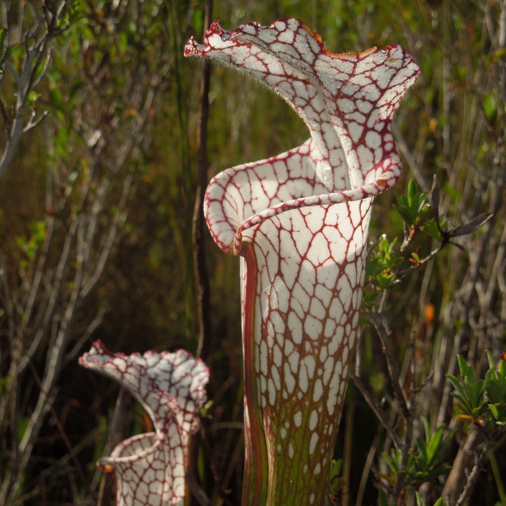DSCN2855.jpg