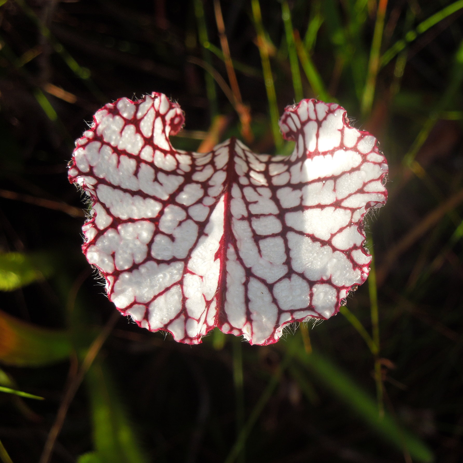 More like white and red top…