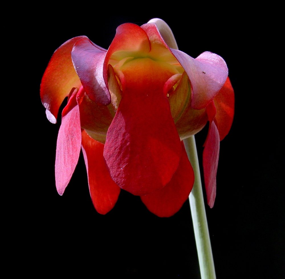 Sarracenia leucophylla  flower  [SOURCE]