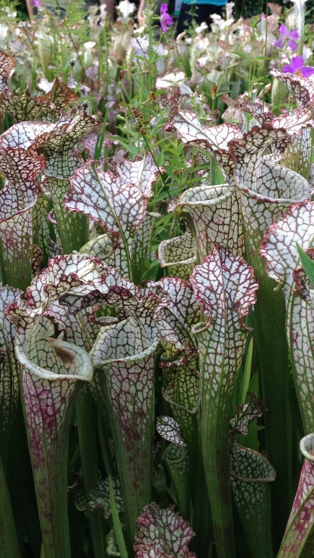 A large conservation population growing  ex situ  at the Atlanta Botanical Garden.