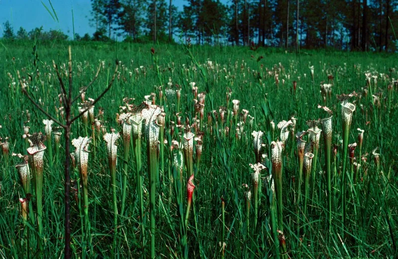 Sarracenia leucophylla  habitat  [SOURCE]