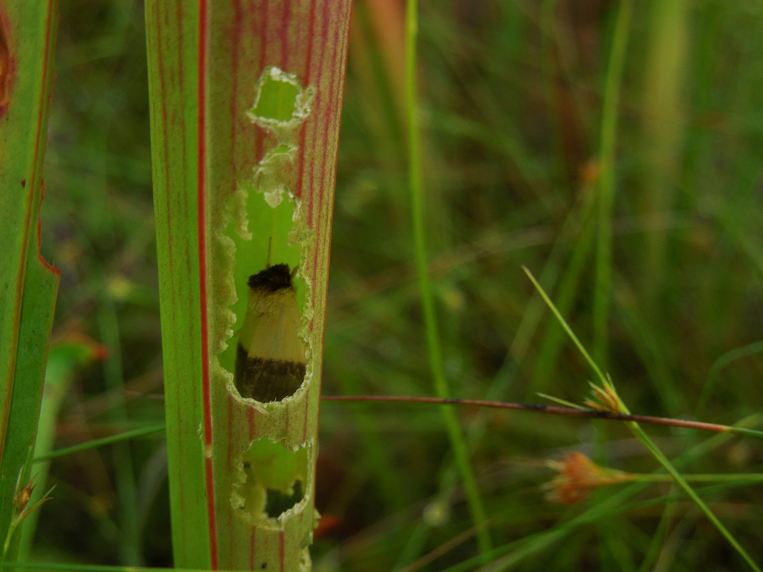 An adult pitcher plant mining moth ( Exyra semicrocea ) sitting within a pitcher!