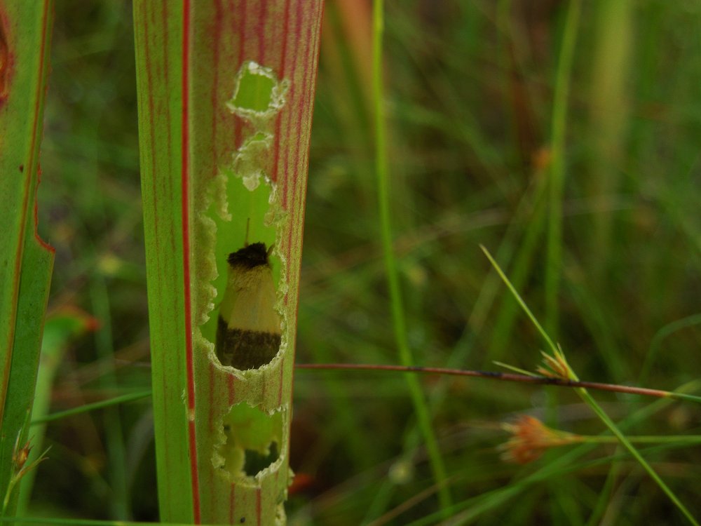 An adult pitcher plant mining moth ( Exyra semicrocea ) sitting within a pitcher!