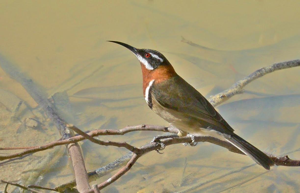 The western spinebill ( Acanthorhynchus superciliosus ). Note the curved beak.