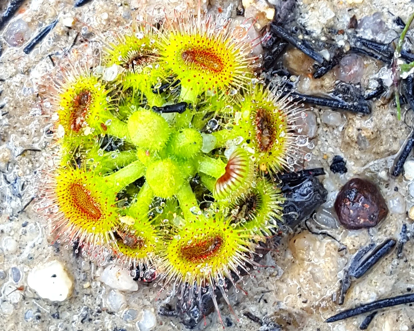 Drosera_Glanduligera.jpg