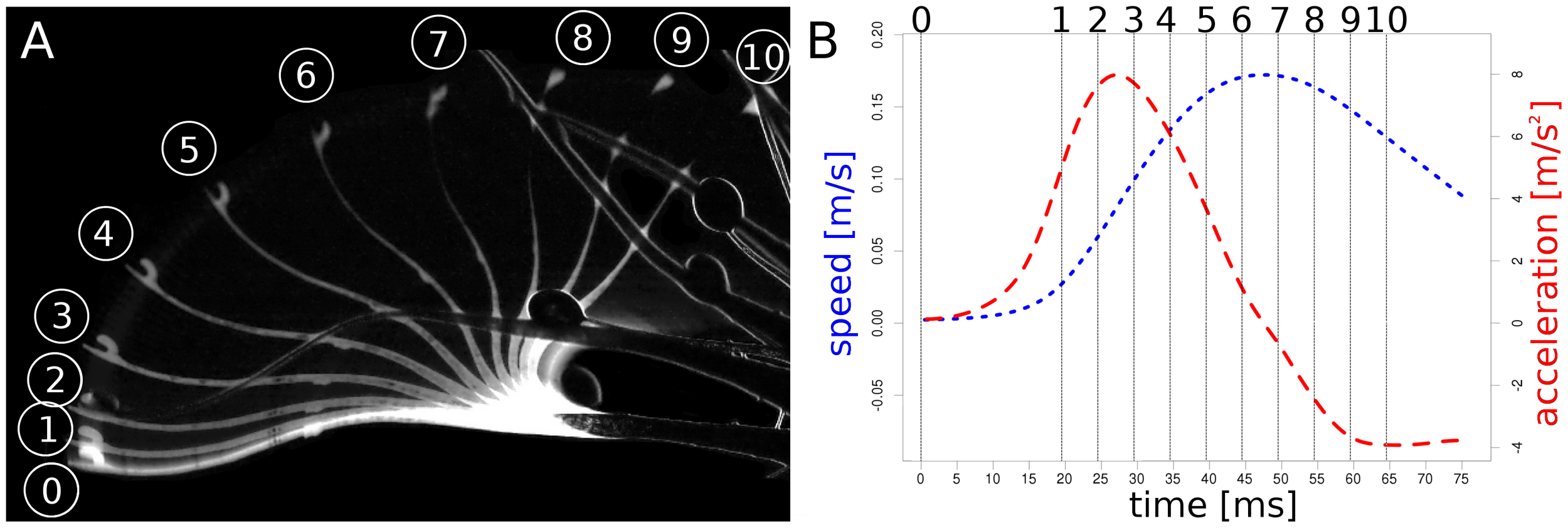 (A) Each step between 1 and 10 depicts a 5 ms time interval. (B) Speed (blue) and acceleration (red) of the tentacle head during the bending motion.