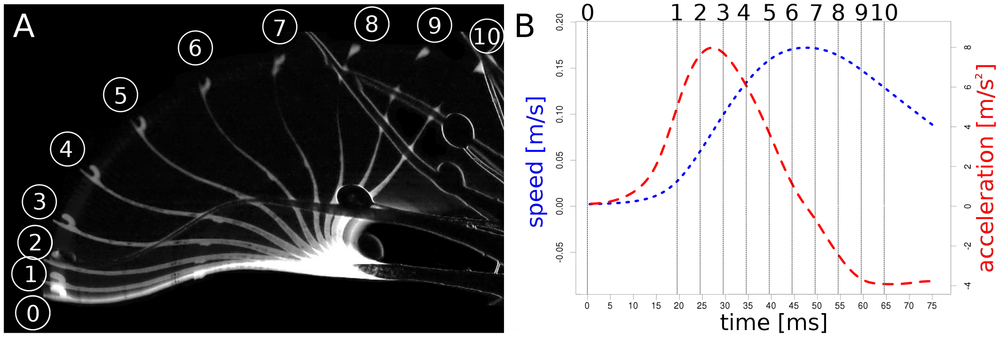 (A) Each step between 1 and 10 depicts a 5 ms time interval. (B) Speed (blue) and acceleration (red) of the tentacle head during the bending motion.