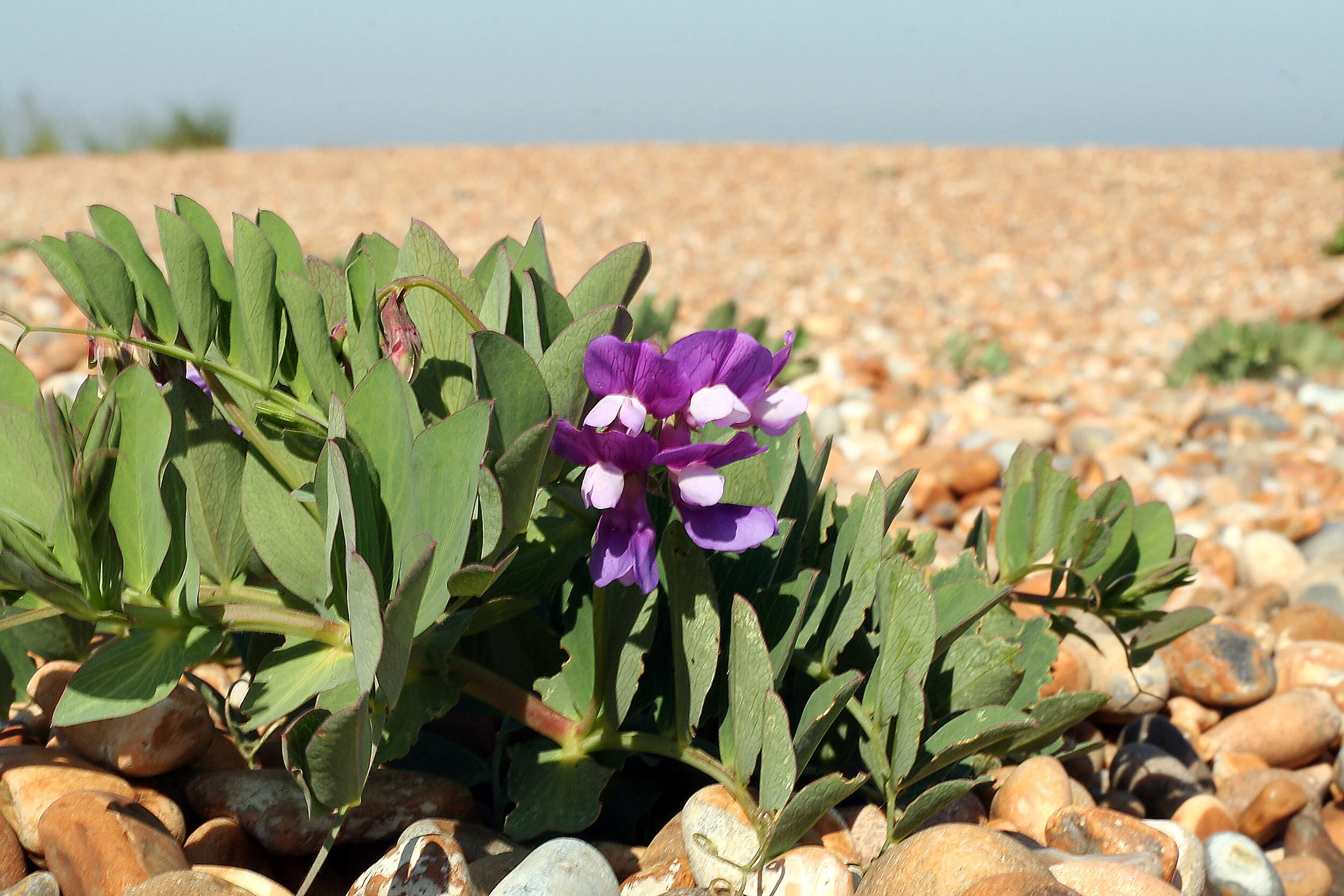 Inland beach pea ( Lathyrus japonicus )