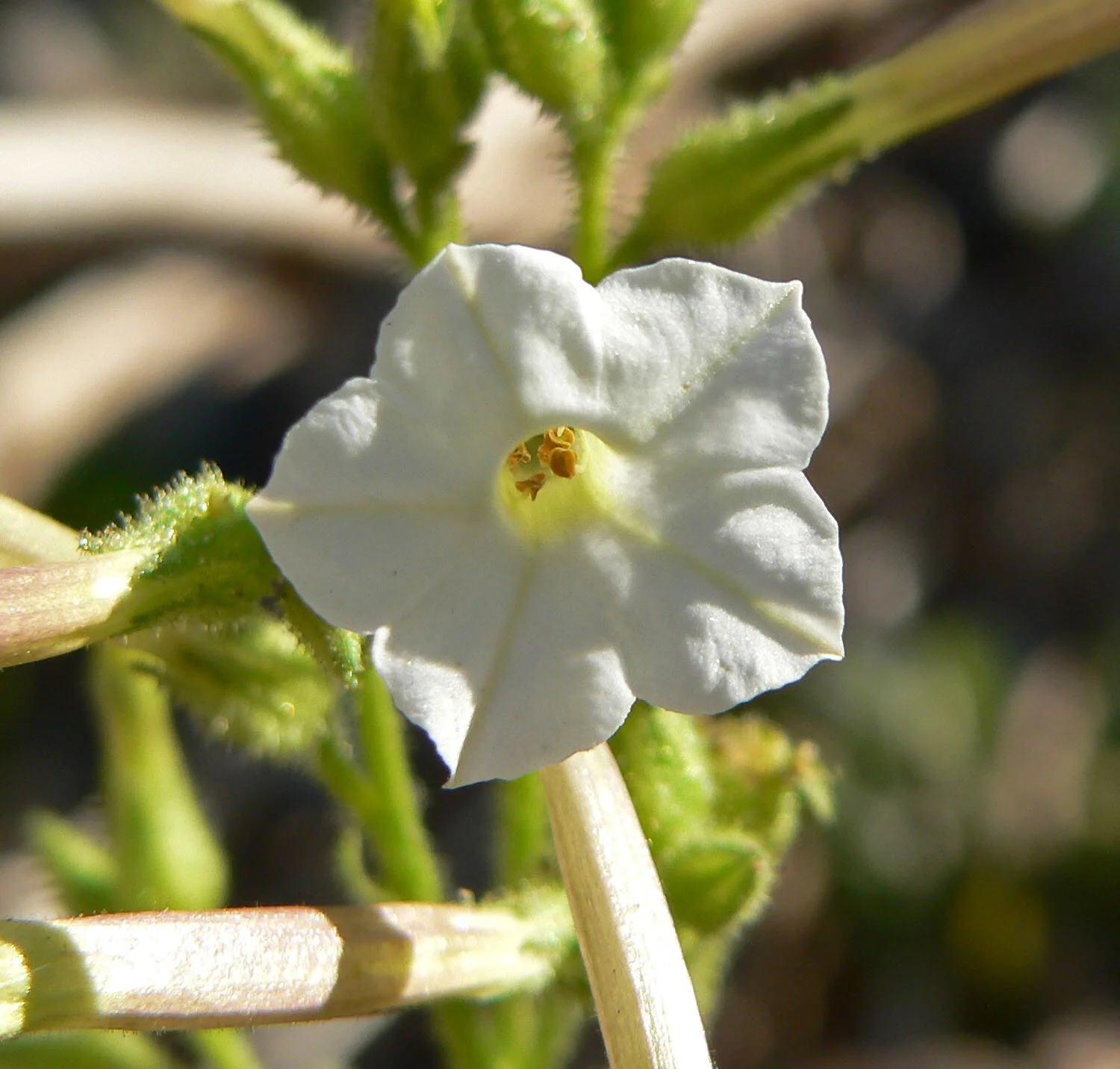 Nicotiana_attenuata_4.jpg