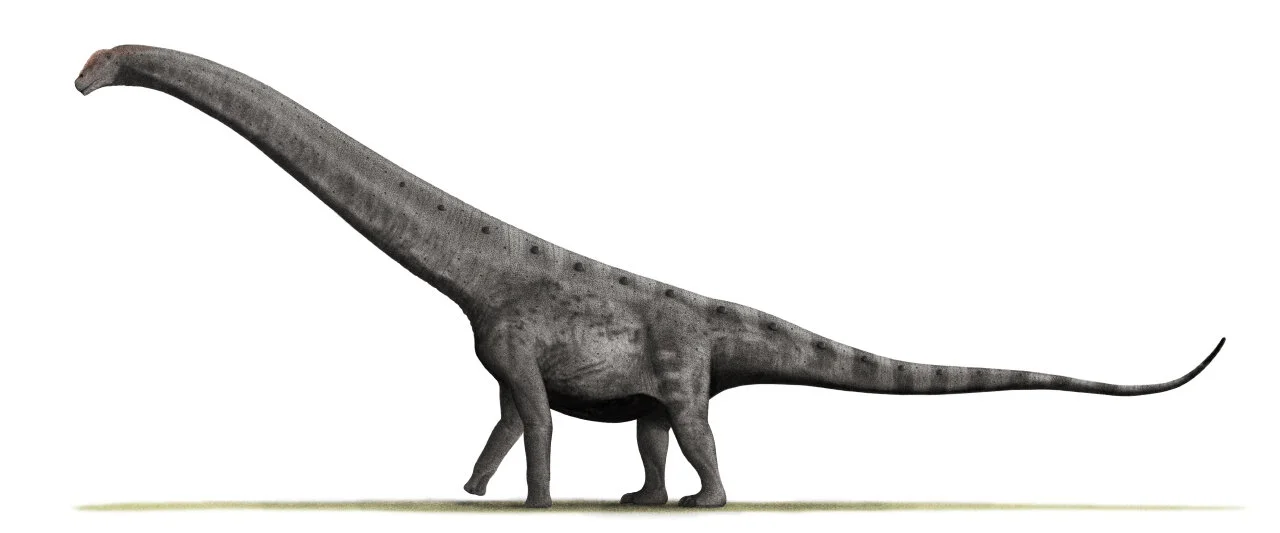 Argentinosaurus_BW.jpg