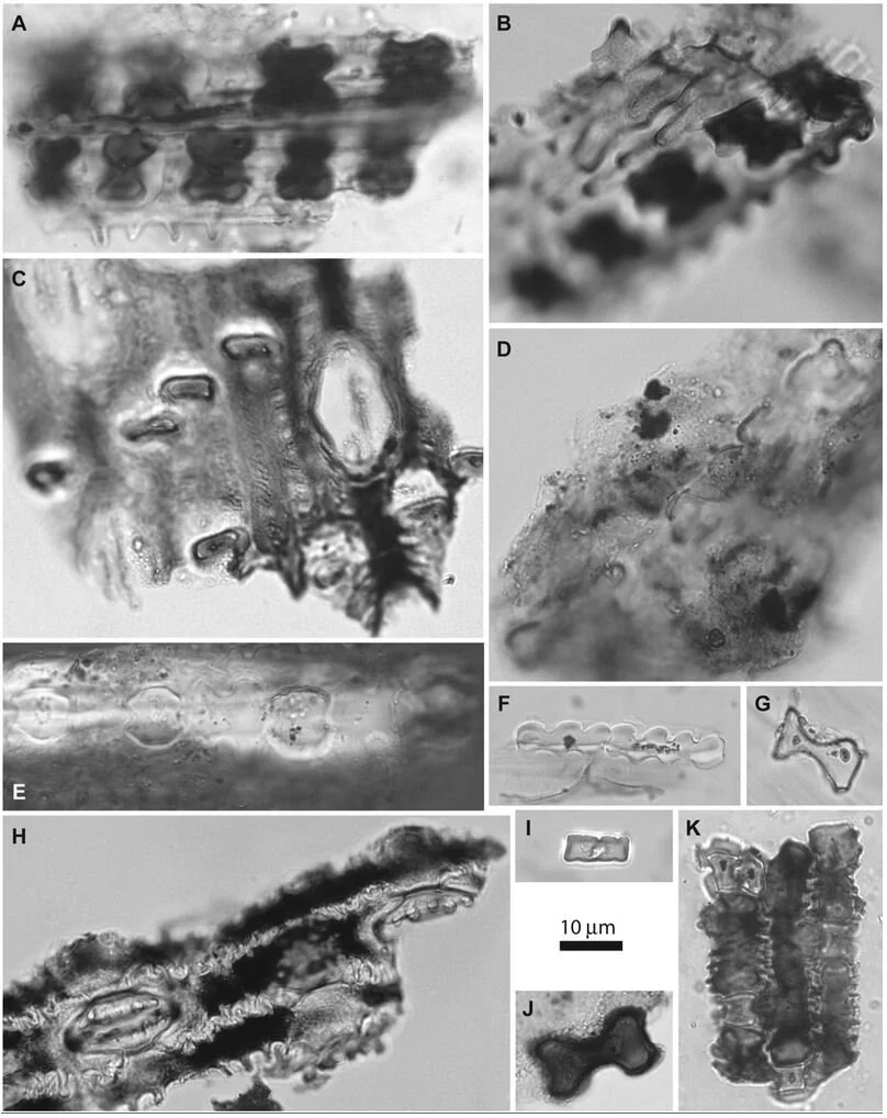 History of Grass Evolution Written in Dinosaur Poop — In Defense of Plants
