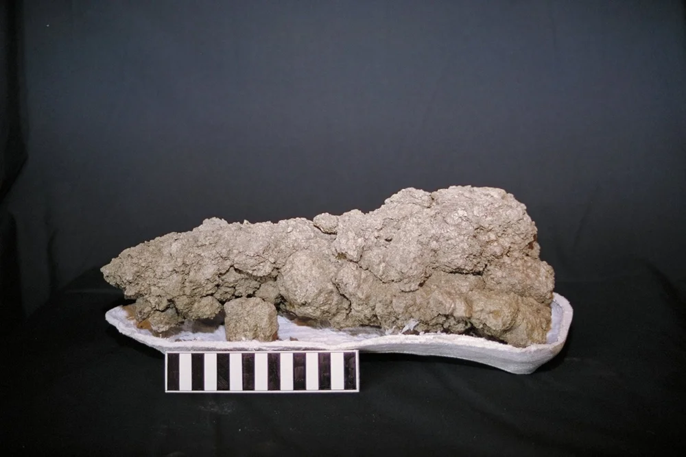 Fossilized dinosaur poop or “coprolite.”
