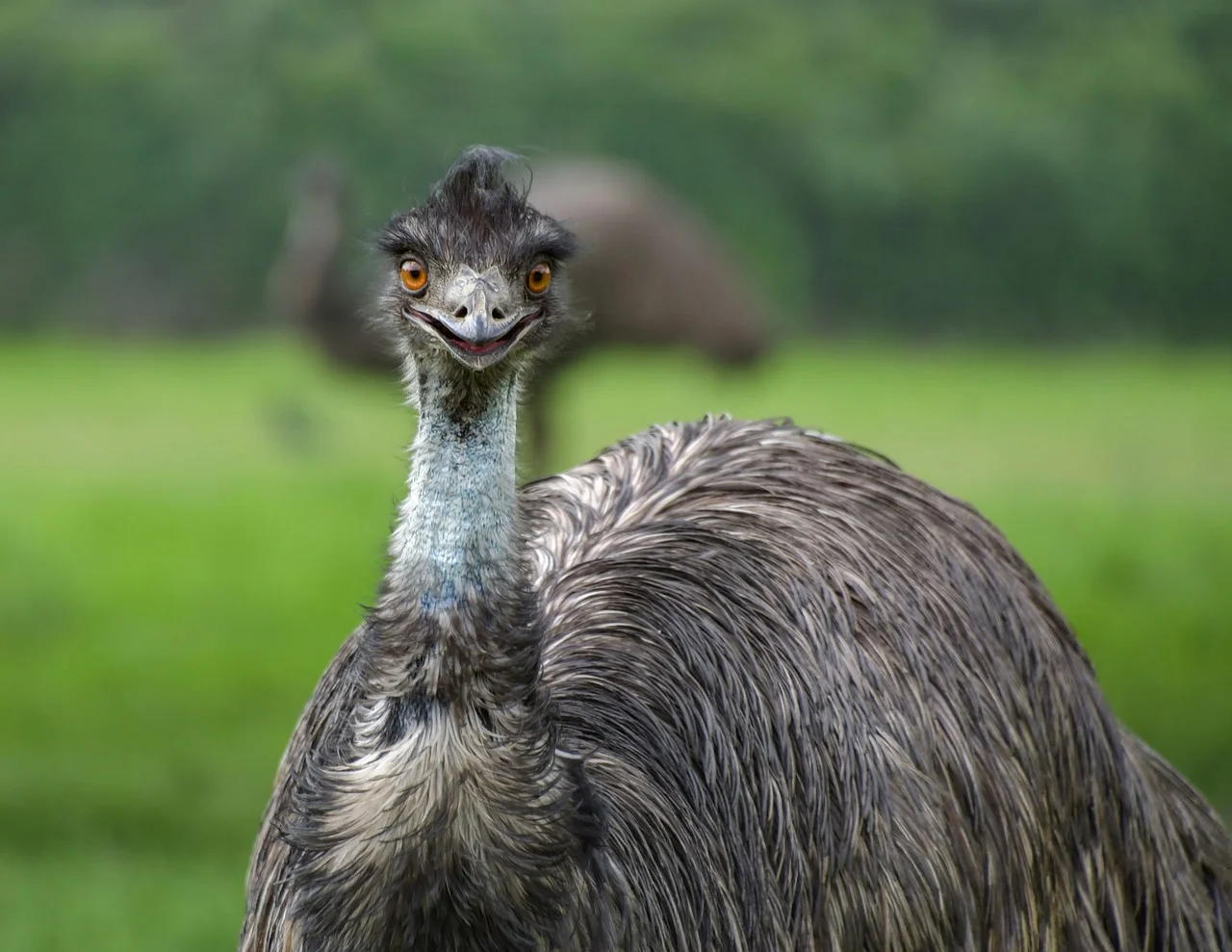 emu-3479510_1280.jpg