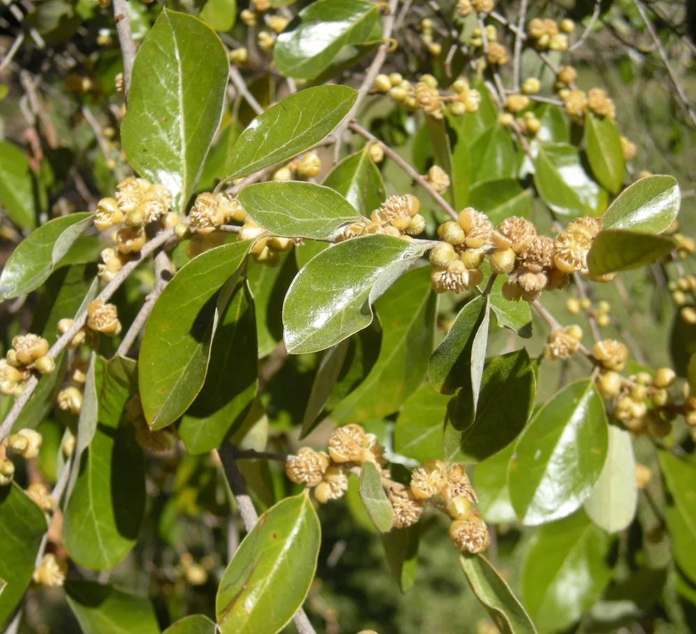 A quinine tree ( Petalostigma pubescens ) in bloom.