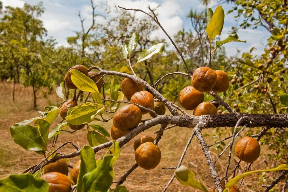 Quinine tree ( Petalostigma pubescens ) fruits.