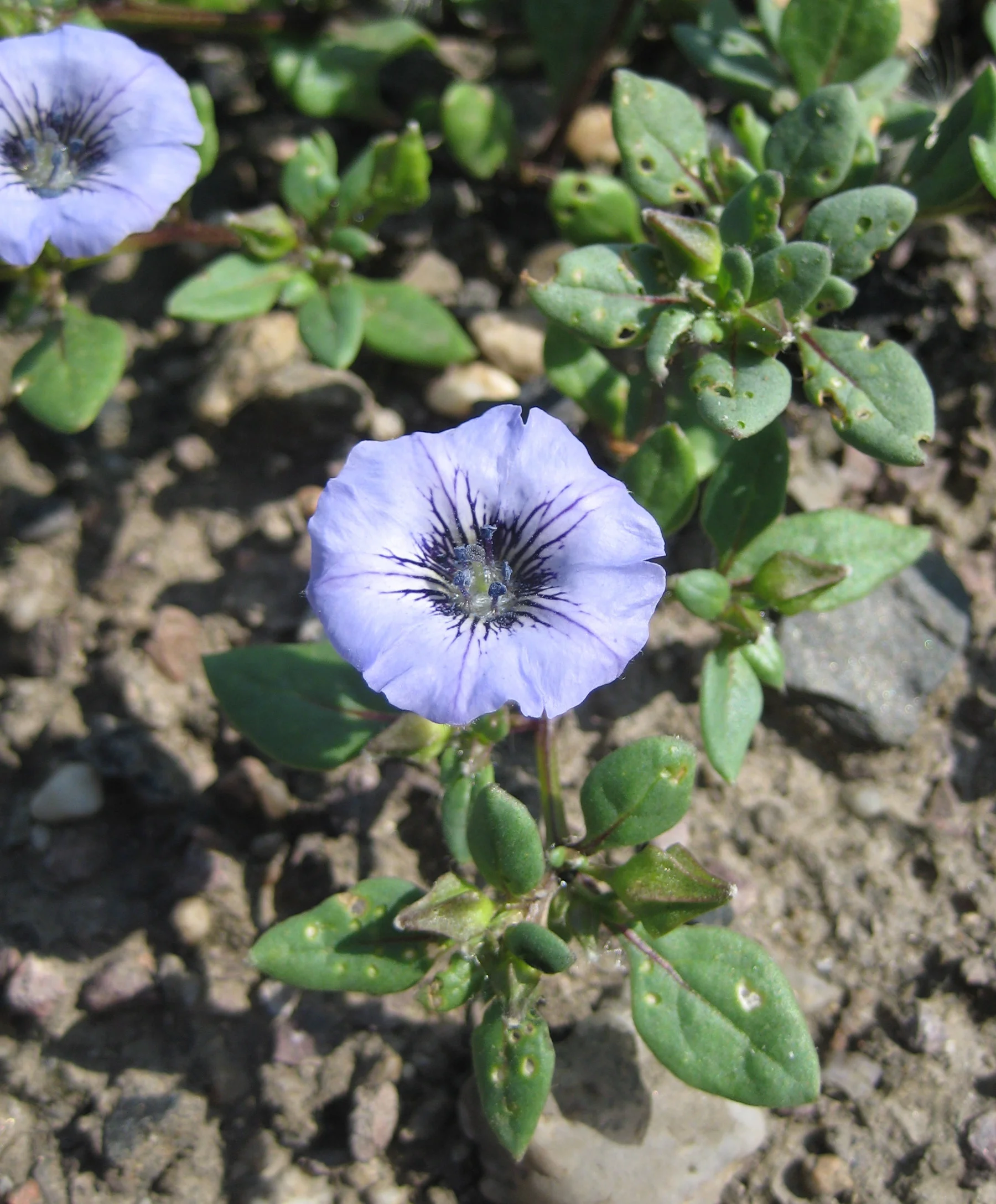 Nolana humifusa (Solanaceae)