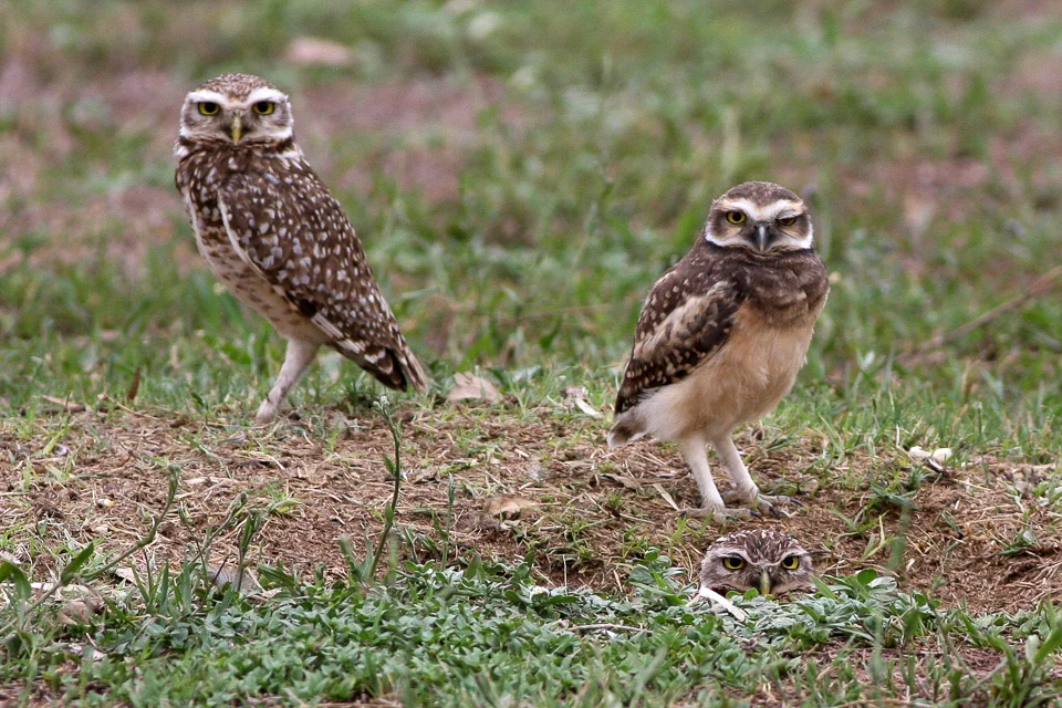 A pair of burrowing owls ( Athene cunicularia )