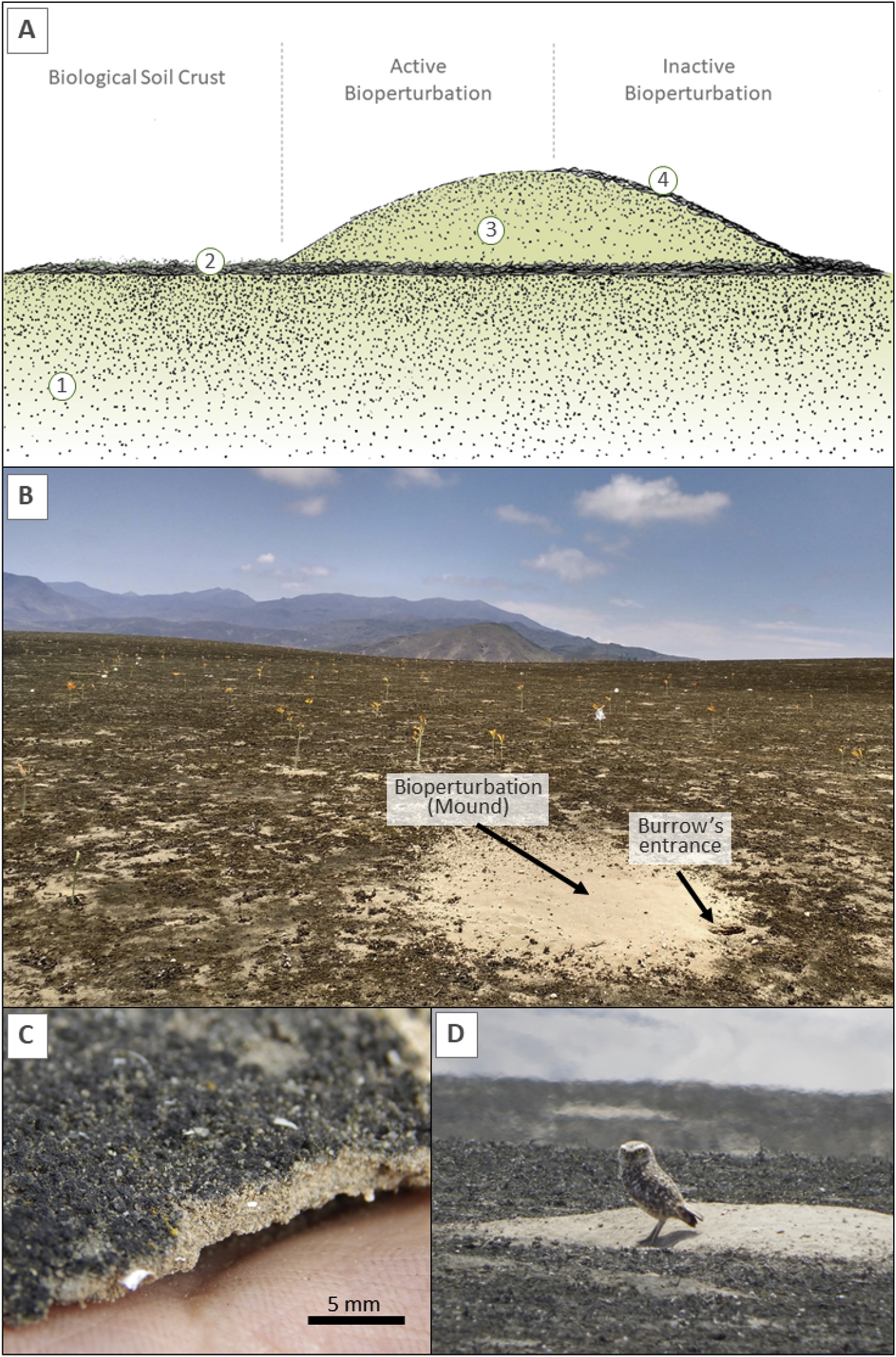 A. Soil profiles of the studied treatments. B. Landscape of the study area. The lower site of the hills is covered in biocrust except where it is disturbed by birds' burrows (Bioperturbation labeled in the picture). C. Dark cyanobacterial biological soil crust that covers the study site. D. Burrowing owl Athene cunicularia standing on its bioperturbation. [SOURCE}