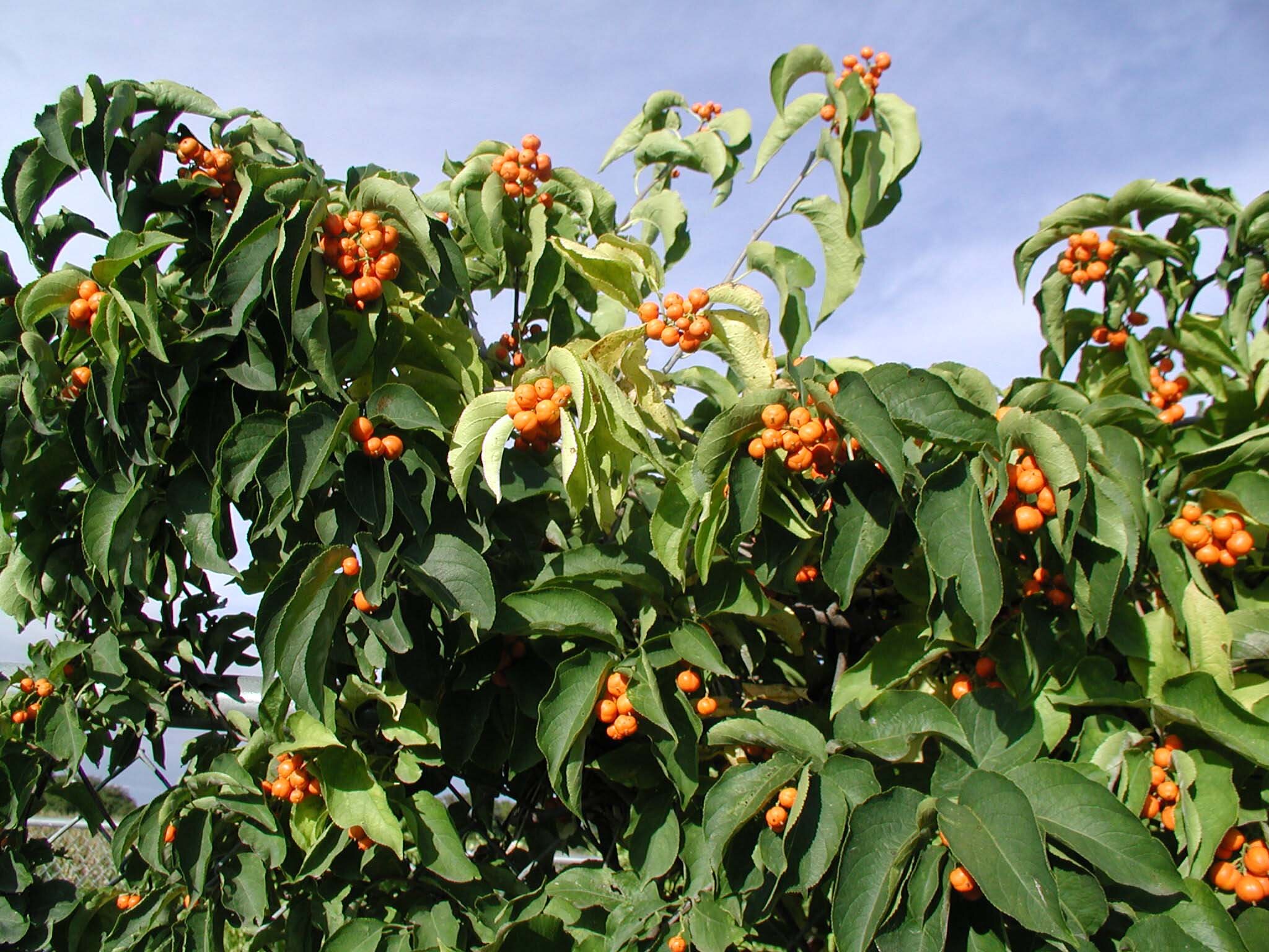 American Bittersweet In Defense Of Plants