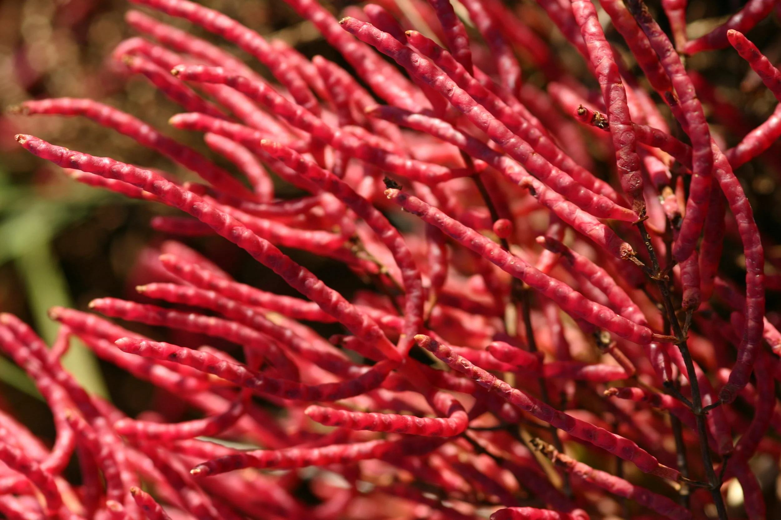 Salty Succulents — In Defense of Plants
