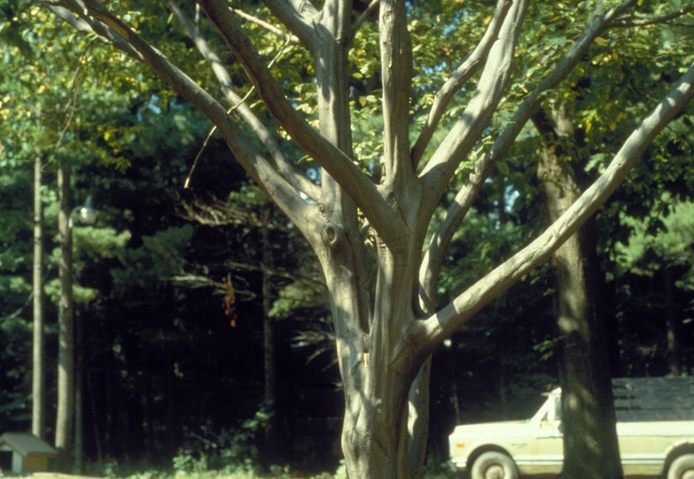 Carpinus_caroliniana_trunk.jpg